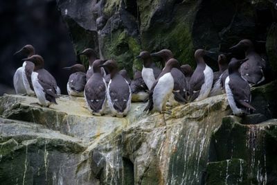 Single Heat Wave Wiped Out Millions Of Alaska's Dominant Seabird