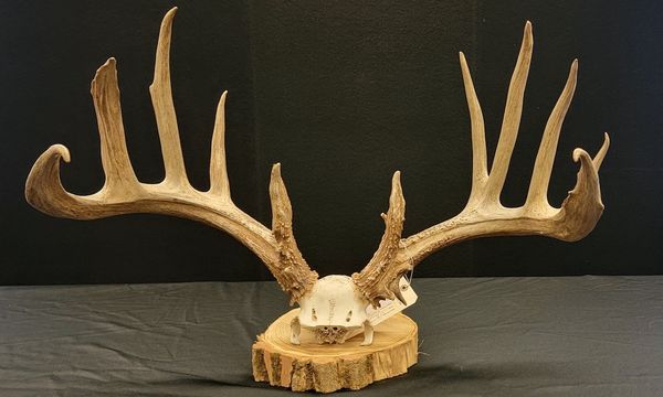 Lying poacher to pay record amount for illegal take of trophy buck