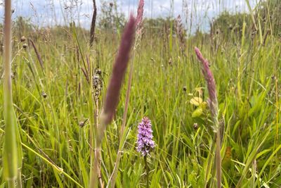 Calls for nature-friendly planning reform to support struggling councils