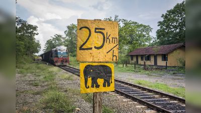 AI cameras help avert tragedy in India by preventing herd of elephants being killed by a train