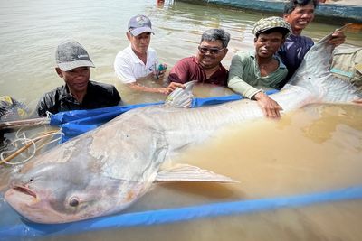 Huge and rare Mekong catfish spotted in Cambodia, raising conservation hopes