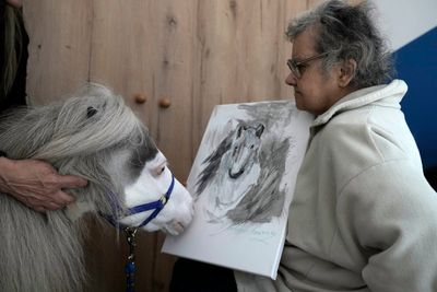 Greece’s miniature therapy horses bring joy to many – but for how much longer?