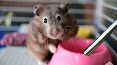 How to clean a hamster cage: Tips from a vet