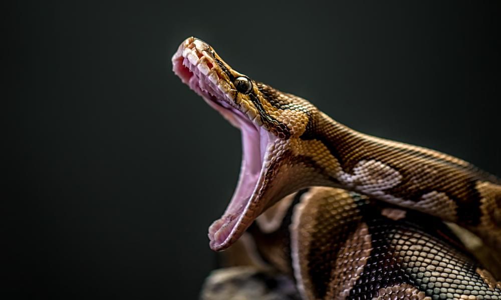 The Burmese python problem: how 20ft predators are…