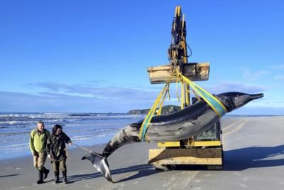 Rare Spade-Toothed Whale Dissection Reveals Fascinating Discoveries