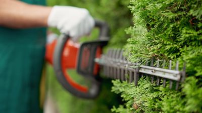 How to prune hedges in 6 simple steps – as recommended by a professional gardener