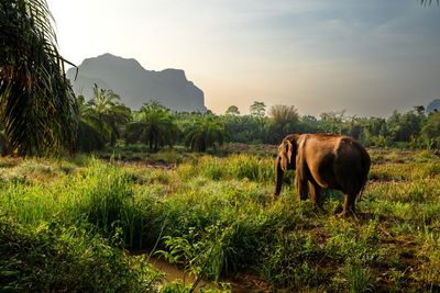 Tourist killed by wild elephant in Thailand park