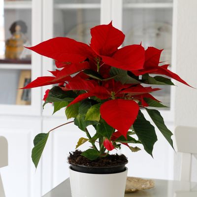 How often should you water your poinsettia? Former Royal gardener reveals the ideal watering schedule