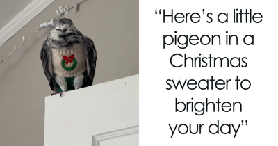 People Online Melt After Seeing This Adorable Pigeon Show Off His Christmas Sweaters