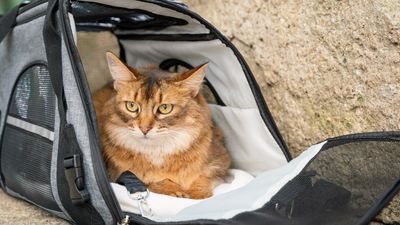 How to get a stubborn cat into a carrier with tips from our vet