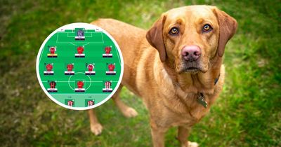 A labrador had the best FPL gameweek 13 in the world