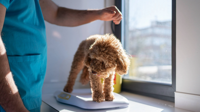 Is your dog losing weight? A vet shares 5 causes and how to reverse it