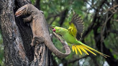 Extraordinary image of parkeet attacking a monitor lizard wins Bird Photographer of the Year