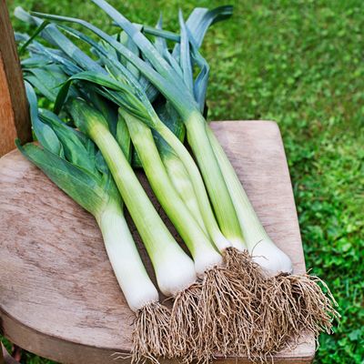 When to harvest leeks for the sweetest and tenderest vegetables