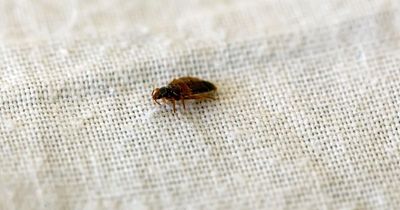 Warning as outraged shopper finds 'live bed bug' in Vinted parcel