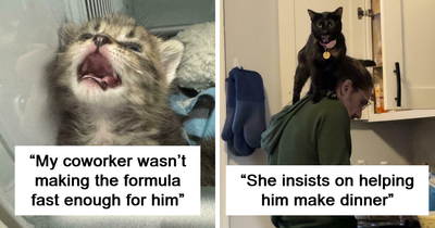 50 Feline Drama Queens Who Couldn’t Keep Their Meows To Themselves (New Pics)