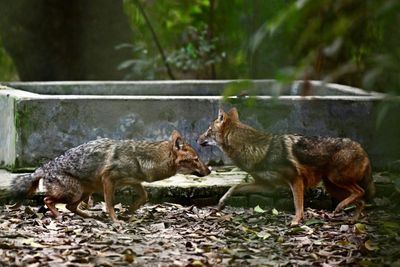 Habitat Loss Stokes Rabid Jackal Attacks In Bangladesh