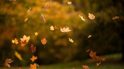 What is wind rock – and how to prevent it causing damage to your plants, yard and property