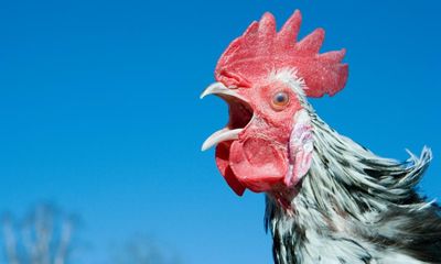 What links Montauciel the sheep with a duck and a rooster? The Saturday quiz