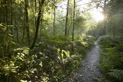 The secret treasure trove still hidden in Africa’s forests