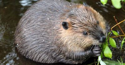 Proposal to bring Highland beavers back to Scottish glen