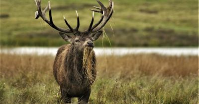 Highland firm lands £1.5 million deal for processing culled deer