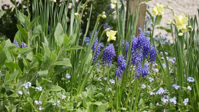 Plants that complement daffodils – for pots and borders that will dazzle in winter and spring