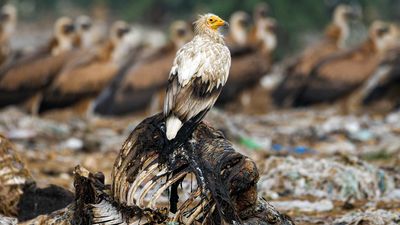 I went on a quest to photograph the last of the vultures