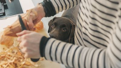 Trainer shares advice to keep your dog settled if you’re busy in the kitchen over Christmas