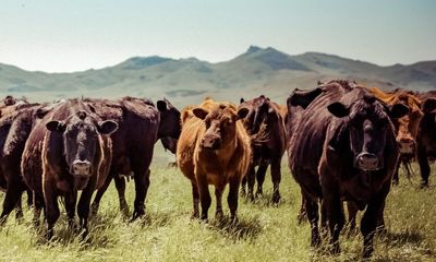 US to pressure UK to import high-quality American meat in Trump trade deal