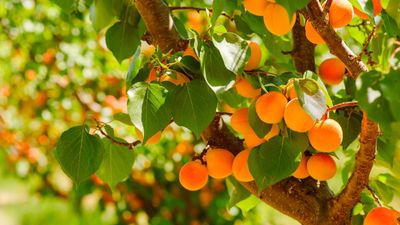 How to grow an apricot tree for yearly summer harvests of delicious sweet fruits