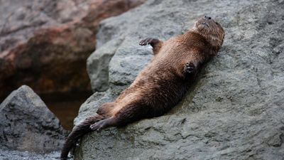 Chungungo: The mini sea otter that lives on rocky cliffs and mates for life