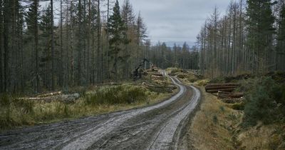 Value of forestry land sees major decline as sales slow down