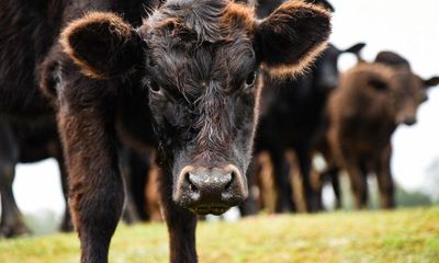 Sold-out farm shops, smuggled deliveries and safety warnings: US battle over raw milk grows