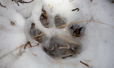 As Yellowstone bears sleep, park warns of another dangerous critter