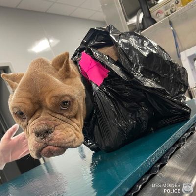 Heartbreaking photos show abandoned bulldog that was taped in a garbage bag and dumped near a railroad viaduct