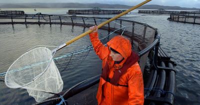 FACT CHECK: How does Scotland's fish farming industry work?