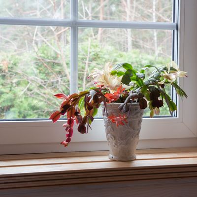 Why have my Christmas cactus leaves turned red? The 4 possible reasons and how to fix each of them