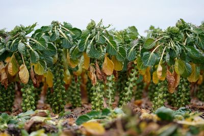 Brussels sprouts to be up to 25% larger this year, says supermarket