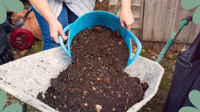 Sarah Raven reveals how to turn clumpy clay soil into the perfect 'apple crumble topping' to help gardens thrive