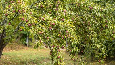 How to protect fruit trees from frost – and avoid losing your crop to the cold