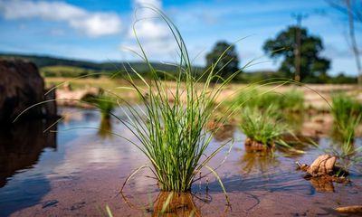 ‘It absolutely took off’: five UK biodiversity success stories