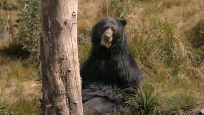 “Diet, cannibalism, and geophagy” – see what researchers found when they attached a camera to an Andean bear for four months