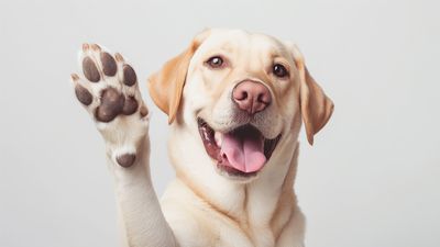 Dogs can use buttons to talk and express their specific requests and needs, according to a new study