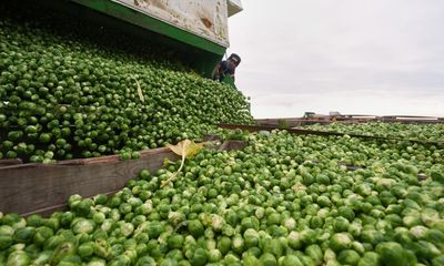 Brussels sprouts will be 25% bigger this year, thanks to silt and sea breezes