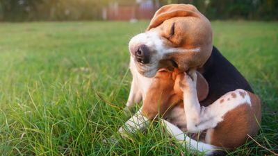 Skin conditions in dogs: Symptoms, causes, and how to help