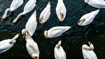 How to repel swans from your yard – 5 creative, harm-free tips