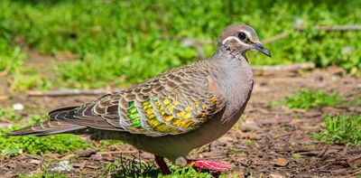 Shrinking wings, bigger beaks: birds are reshaping themselves in a warming world