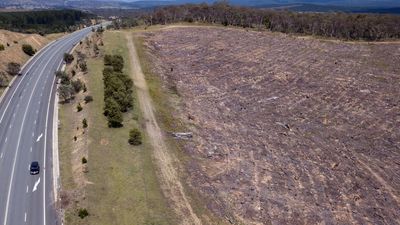 Native forest logging costs deepen, timber piles up