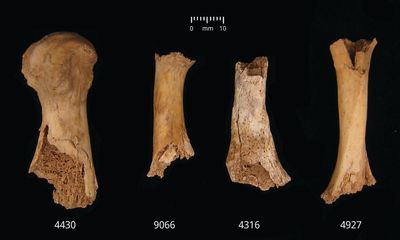 ‘Something horrible’: Somerset pit reveals bronze age cannibalism